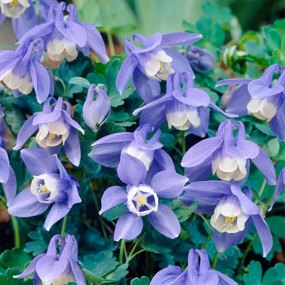 Превью изображения