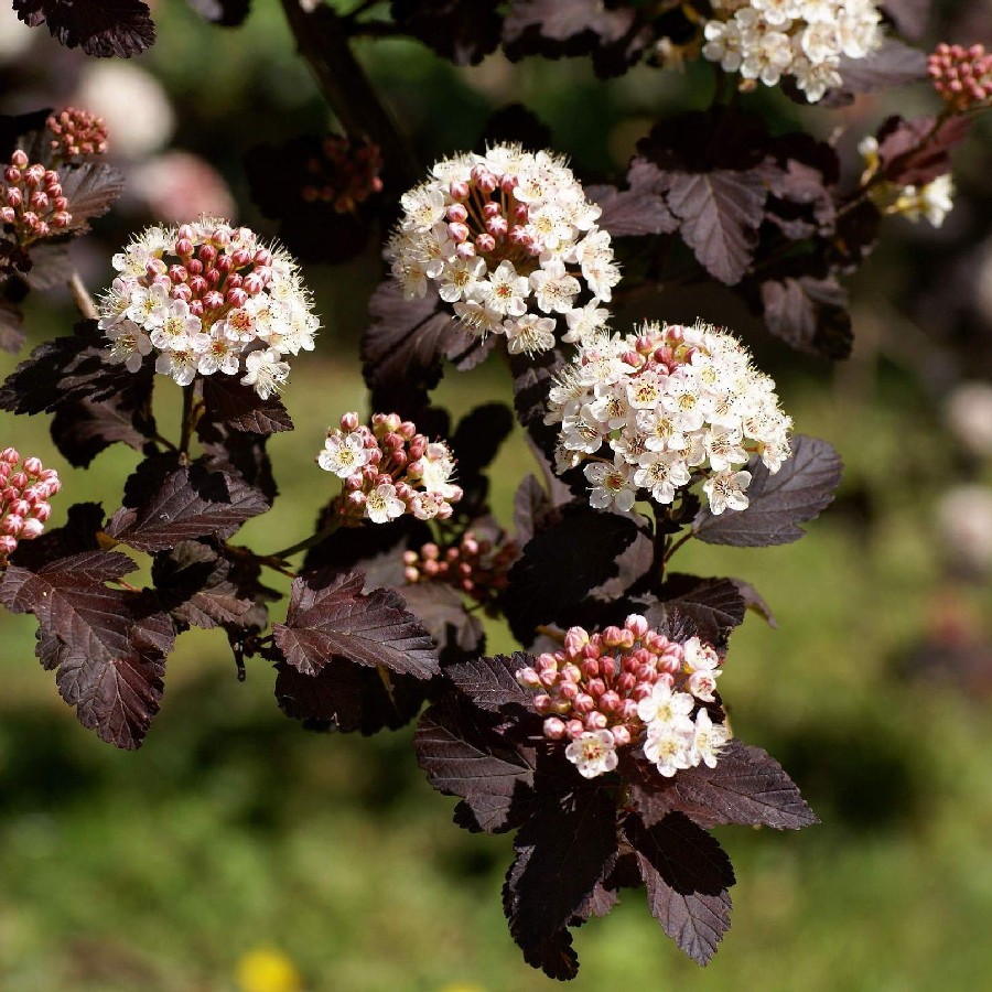 Превью изображения