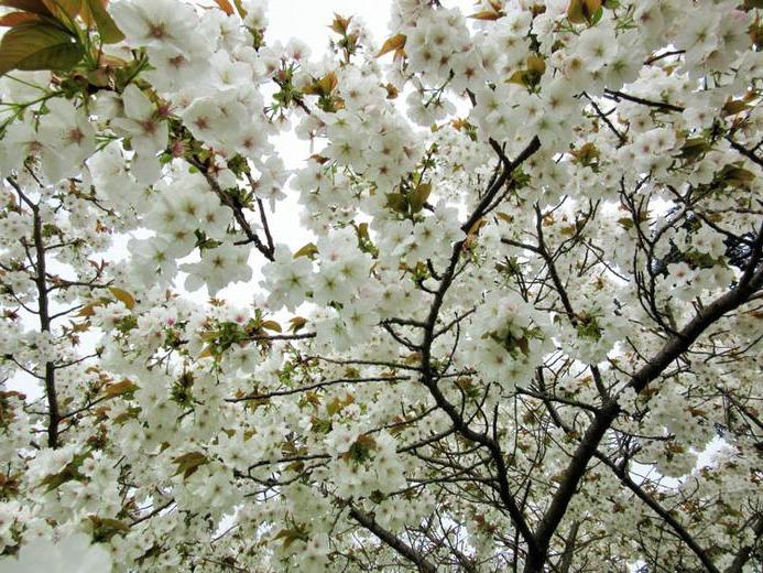 Превью изображения