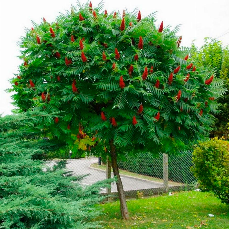 Превью изображения