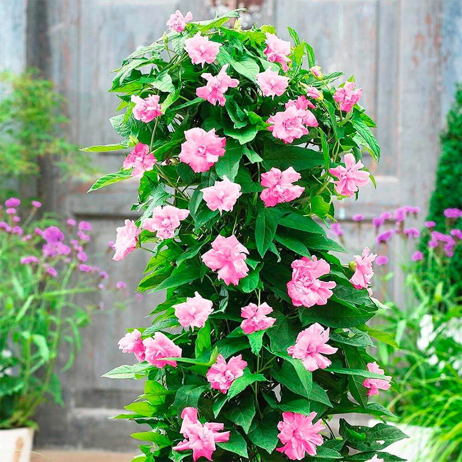 Превью изображения