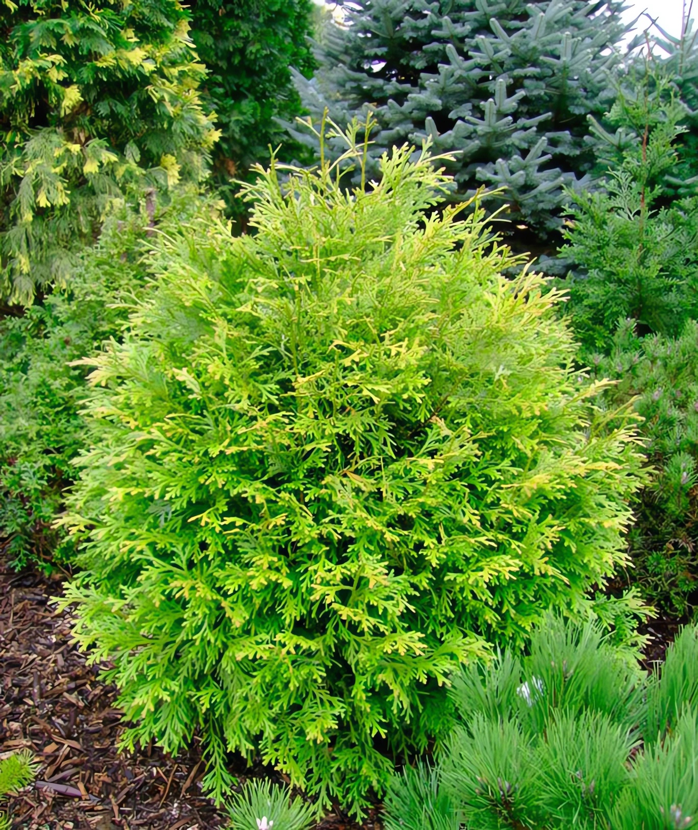 Превью изображения