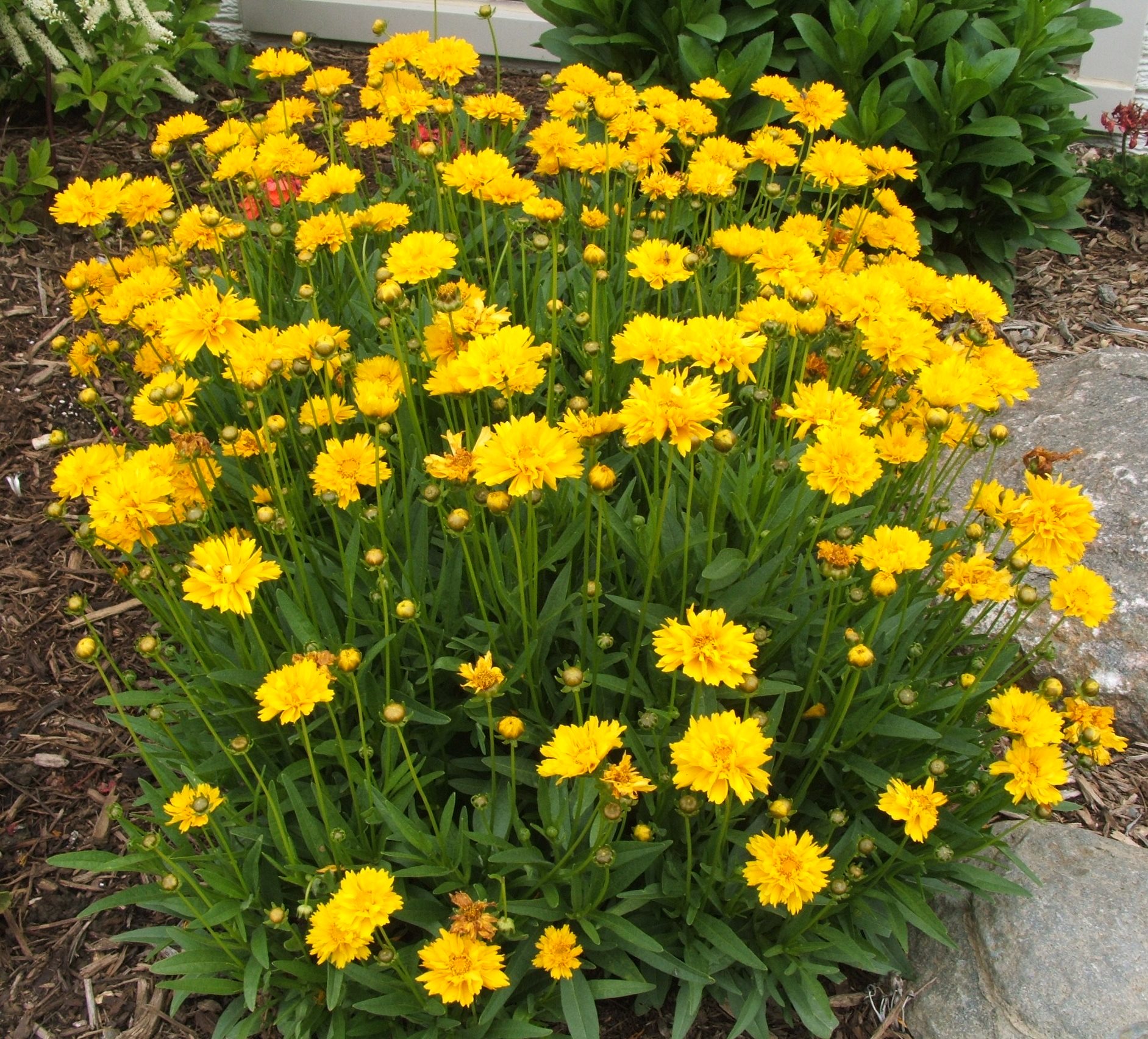 Превью изображения