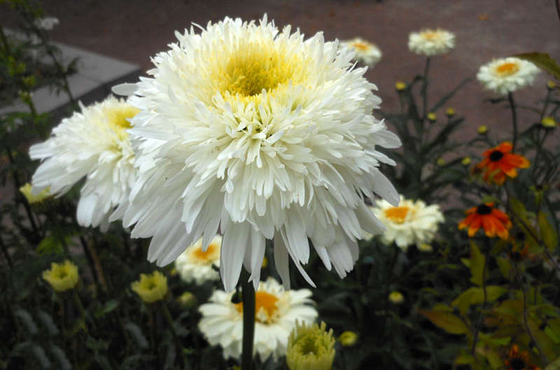 Превью изображения