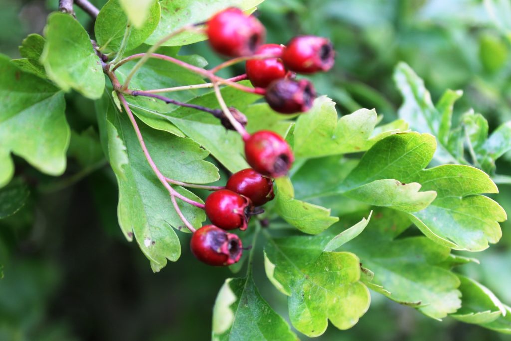 Превью изображения