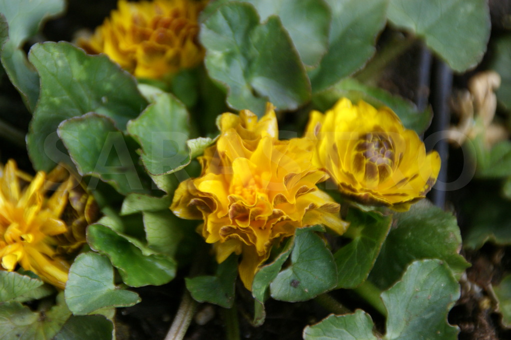 Превью изображения