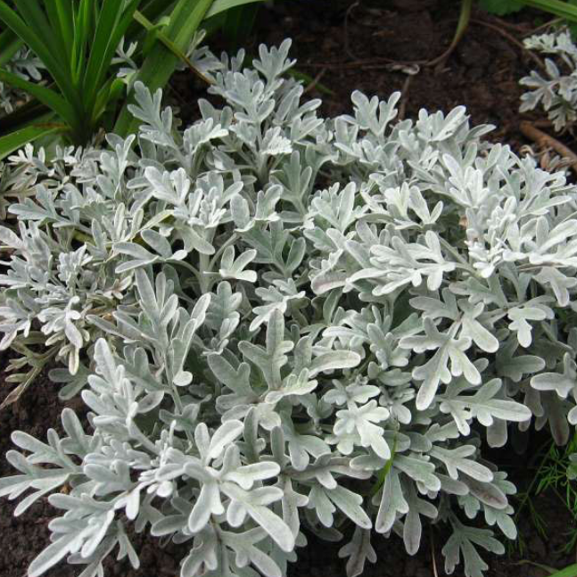 Превью изображения