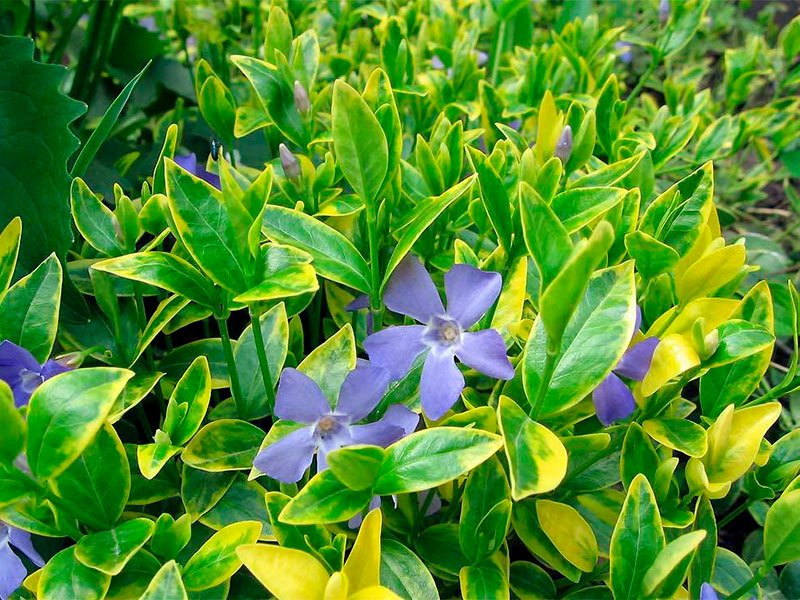 Превью изображения