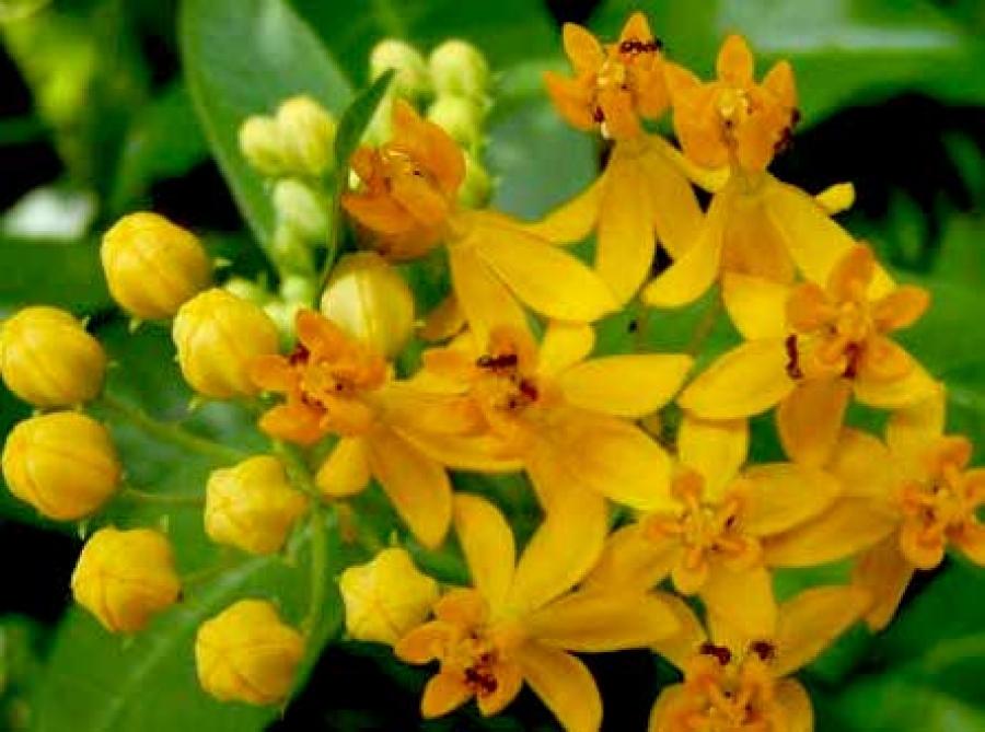 Превью изображения