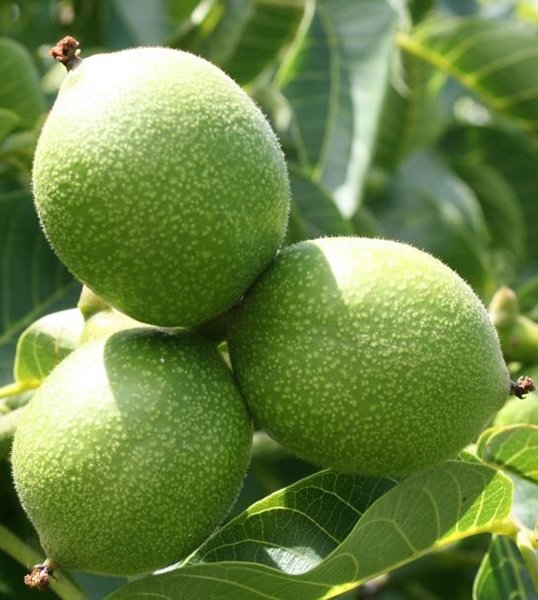 Превью изображения