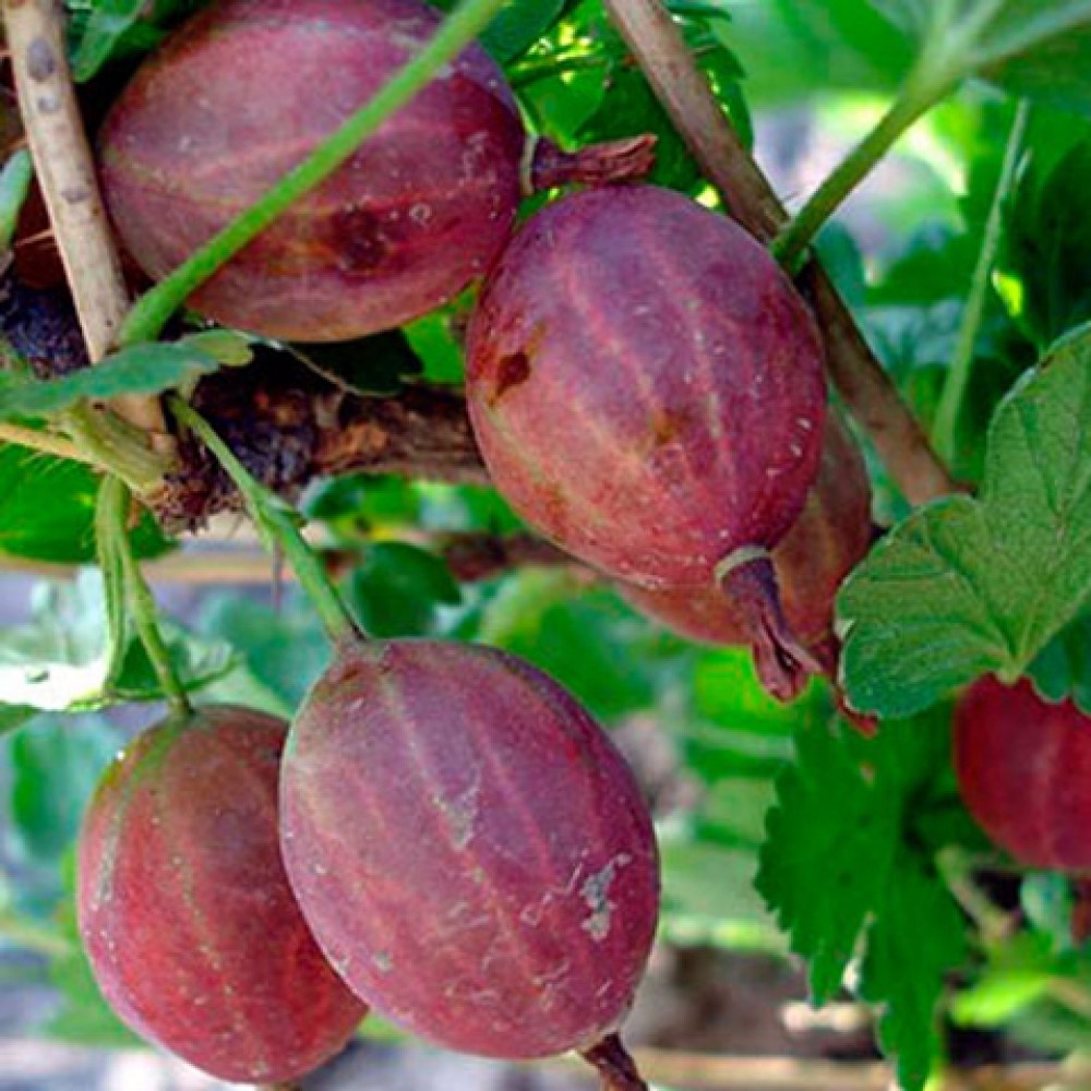 Превью изображения