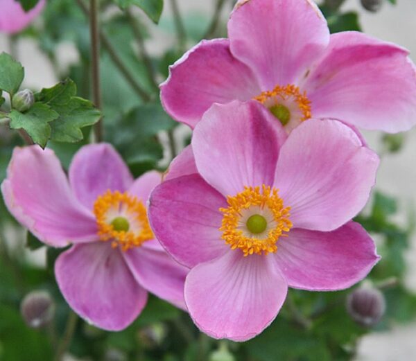 Превью изображения