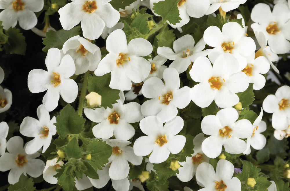 Превью изображения