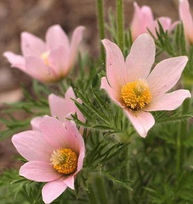 Превью изображения