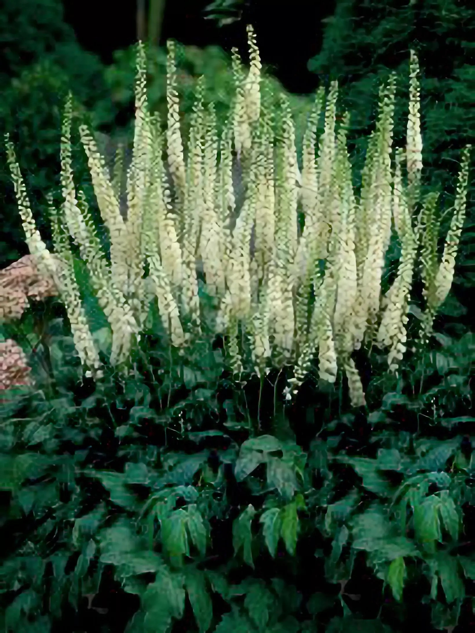 Превью изображения