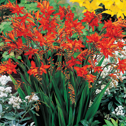 Превью изображения