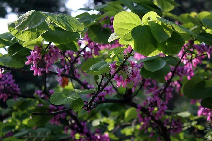 Превью изображения