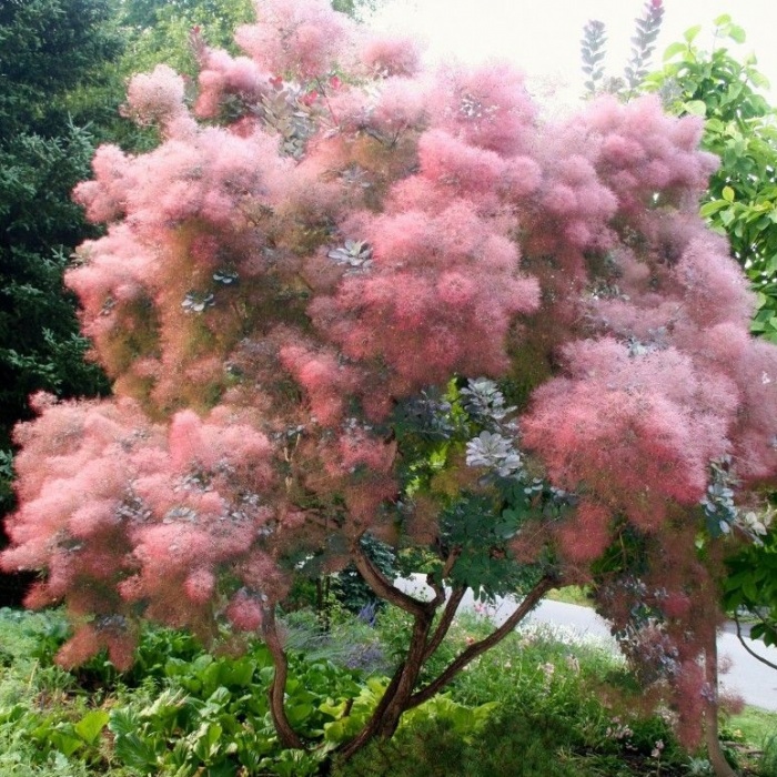 Превью изображения