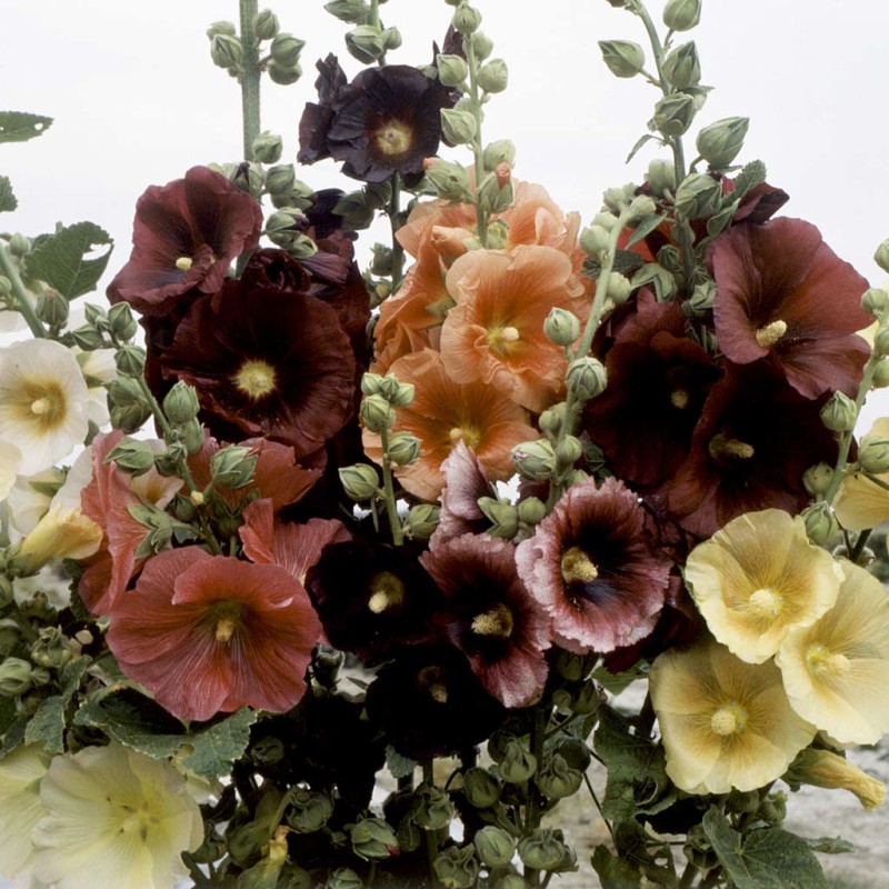 Превью изображения