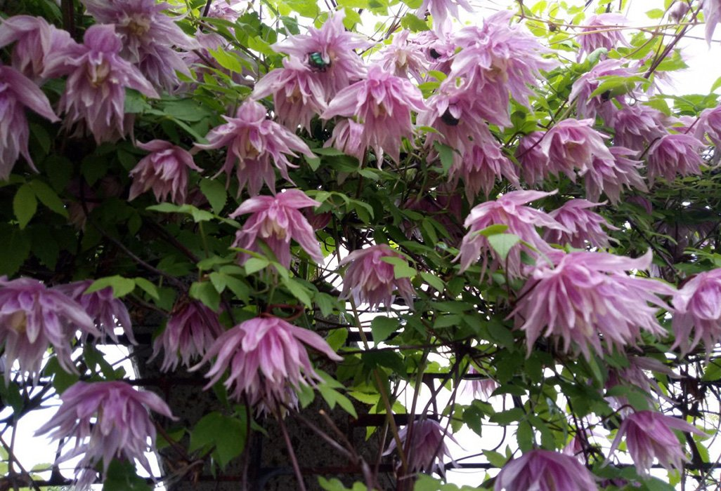 Превью изображения