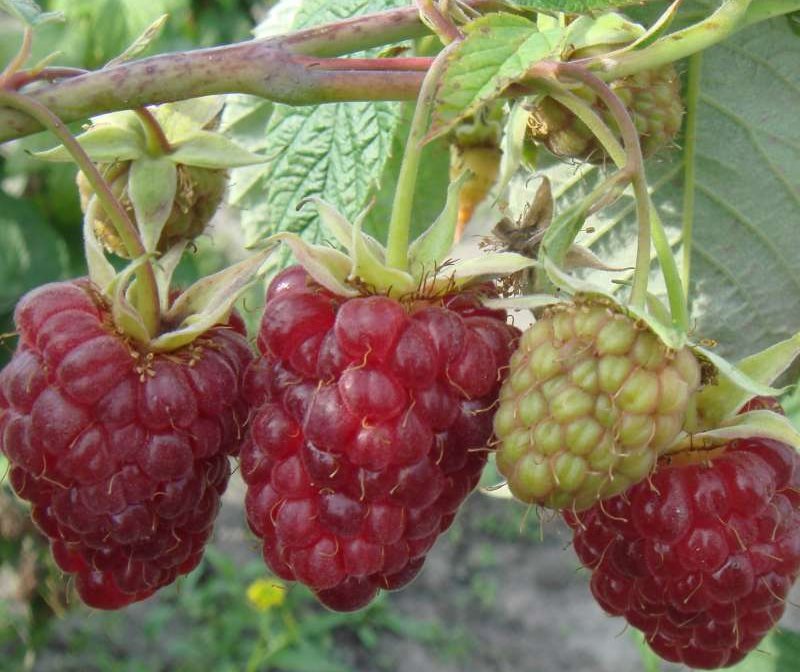 Превью изображения