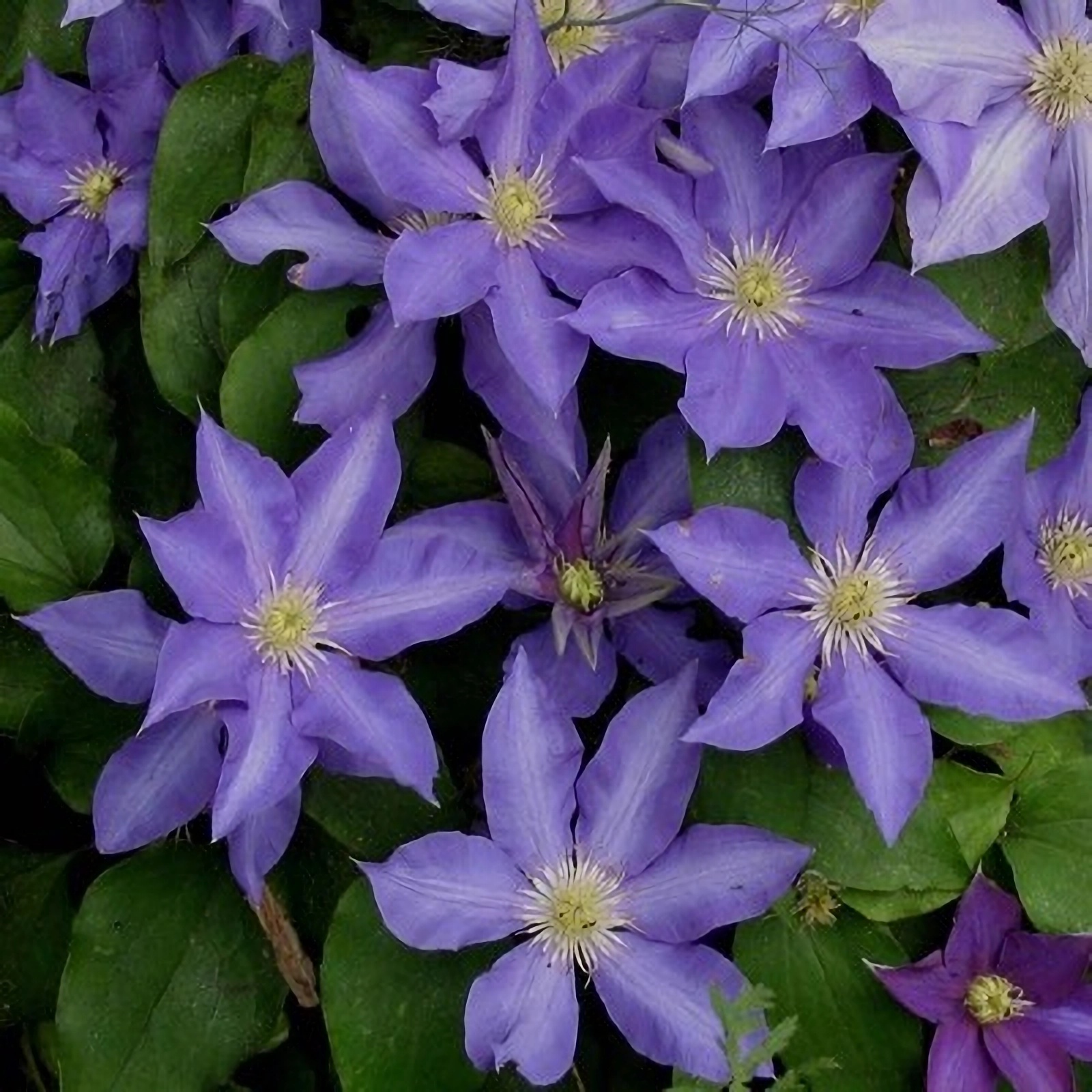 Превью изображения