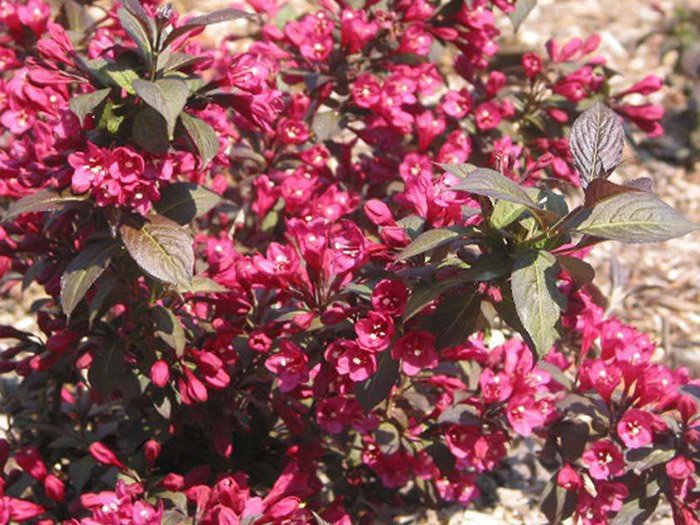 Превью изображения