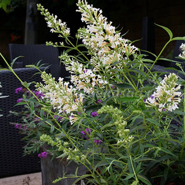 Превью изображения