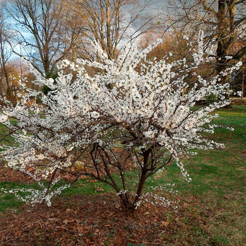 Превью изображения