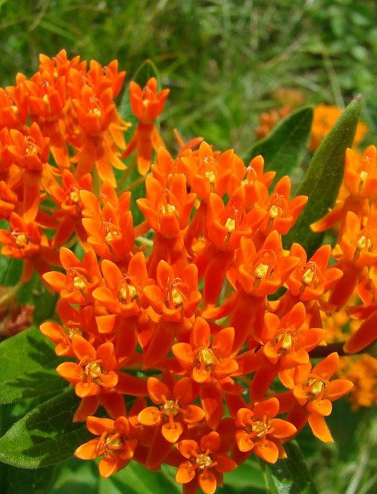 Превью изображения