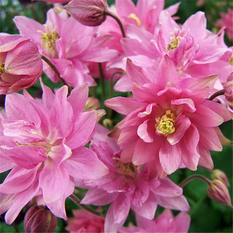 Превью изображения