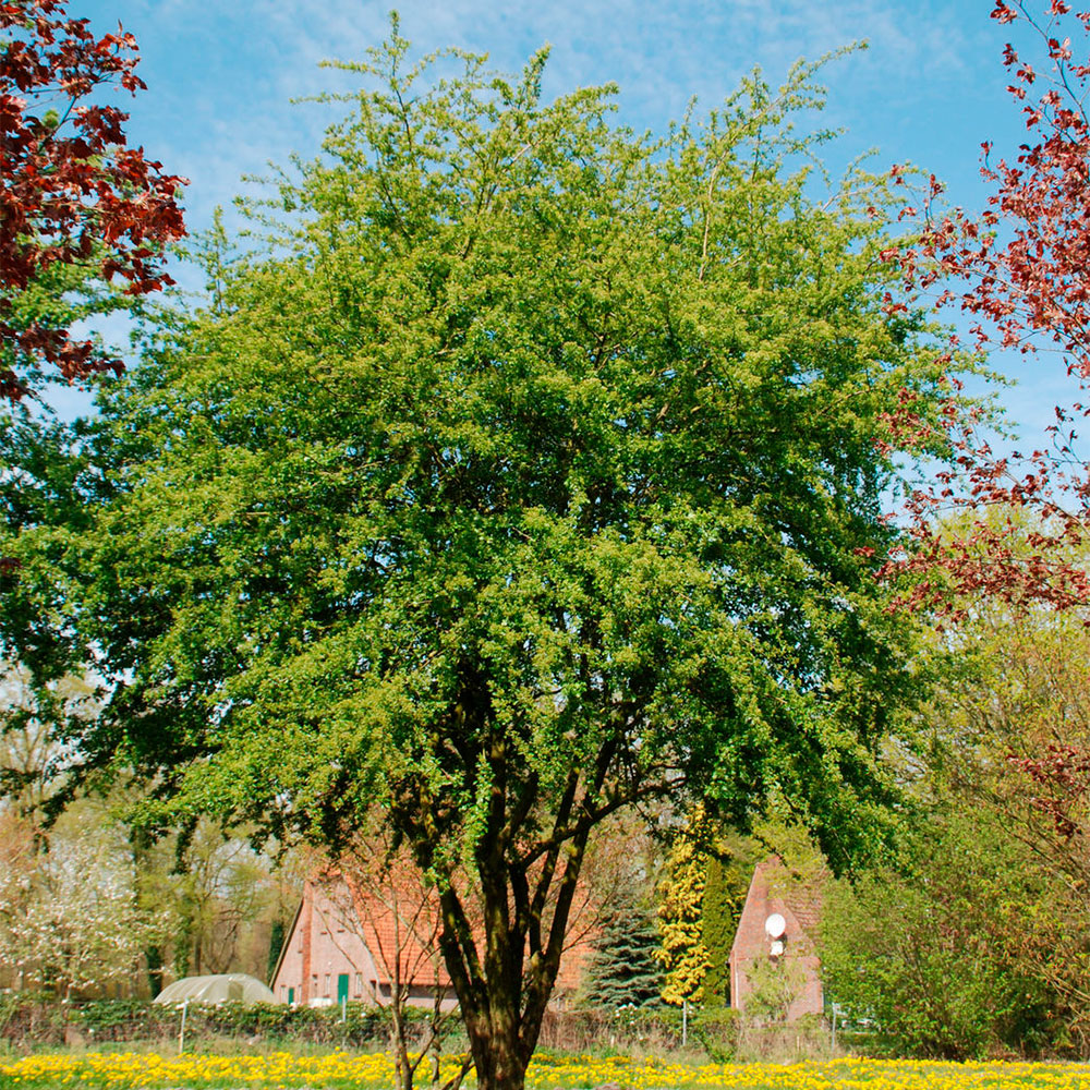 Превью изображения