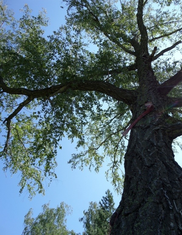 Превью изображения