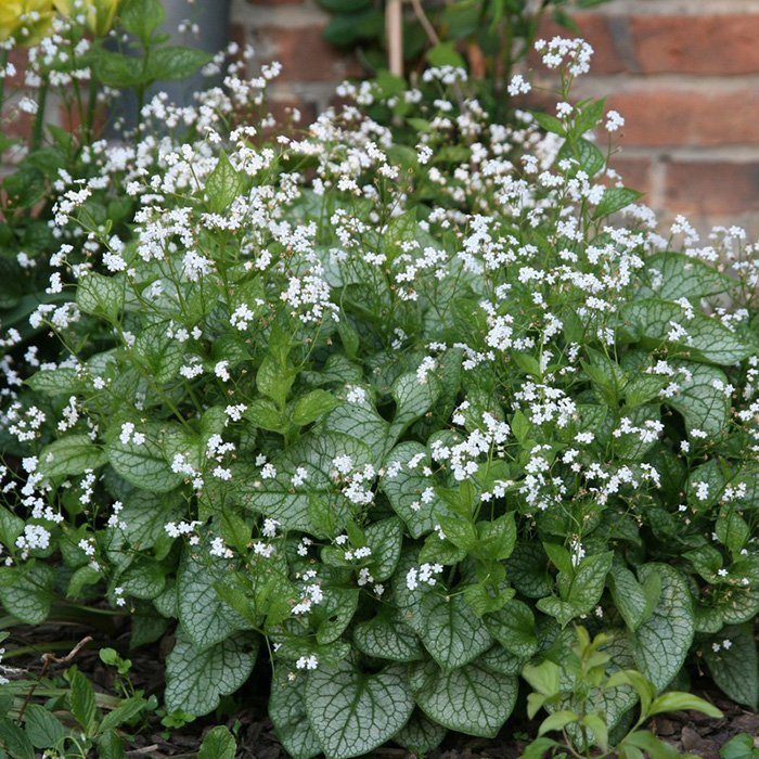 Превью изображения