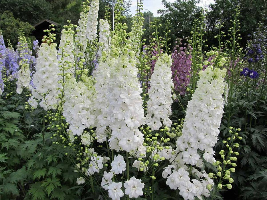 Превью изображения