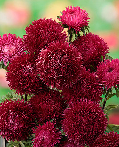 Превью изображения