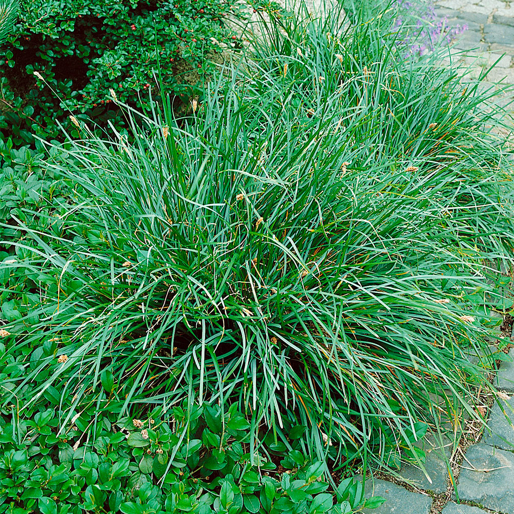 Превью изображения