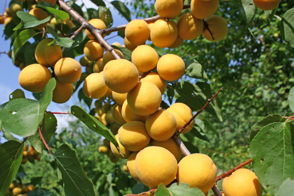 Превью изображения