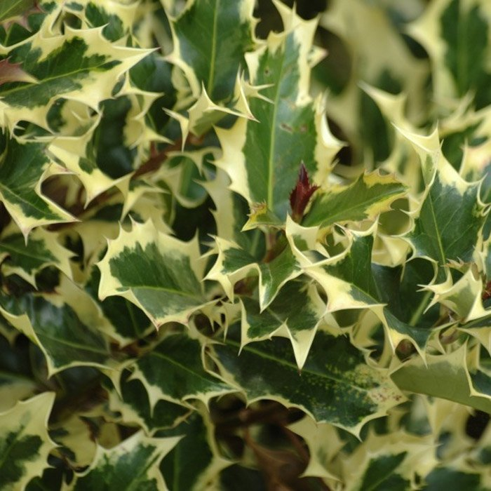 Превью изображения