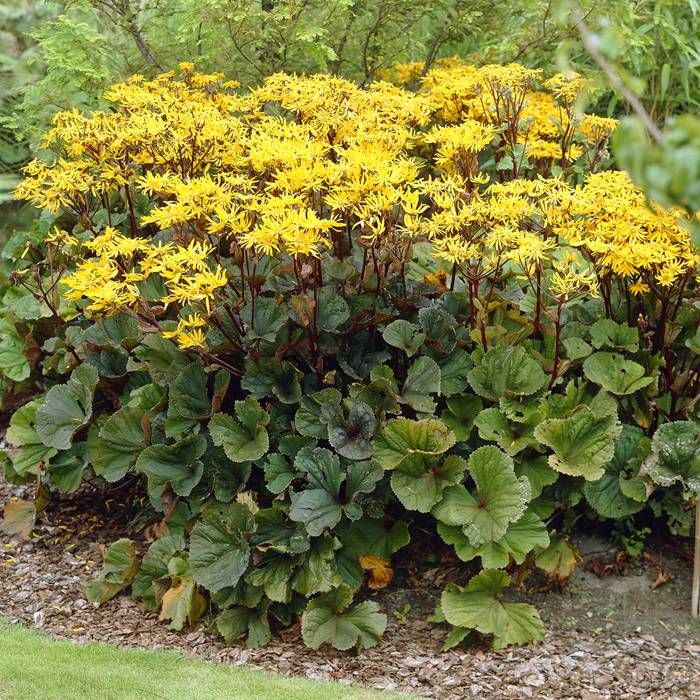 Превью изображения