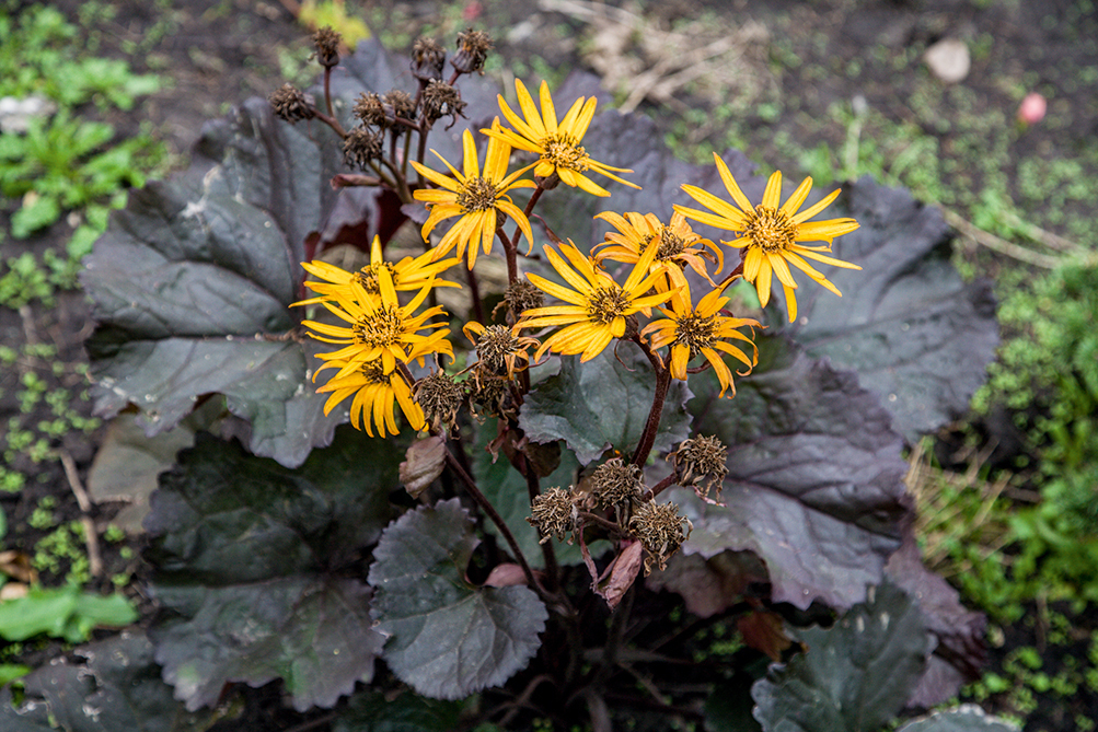 Превью изображения