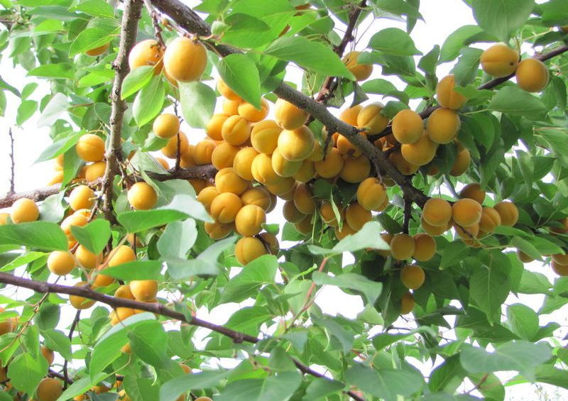 Превью изображения