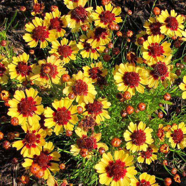 Превью изображения