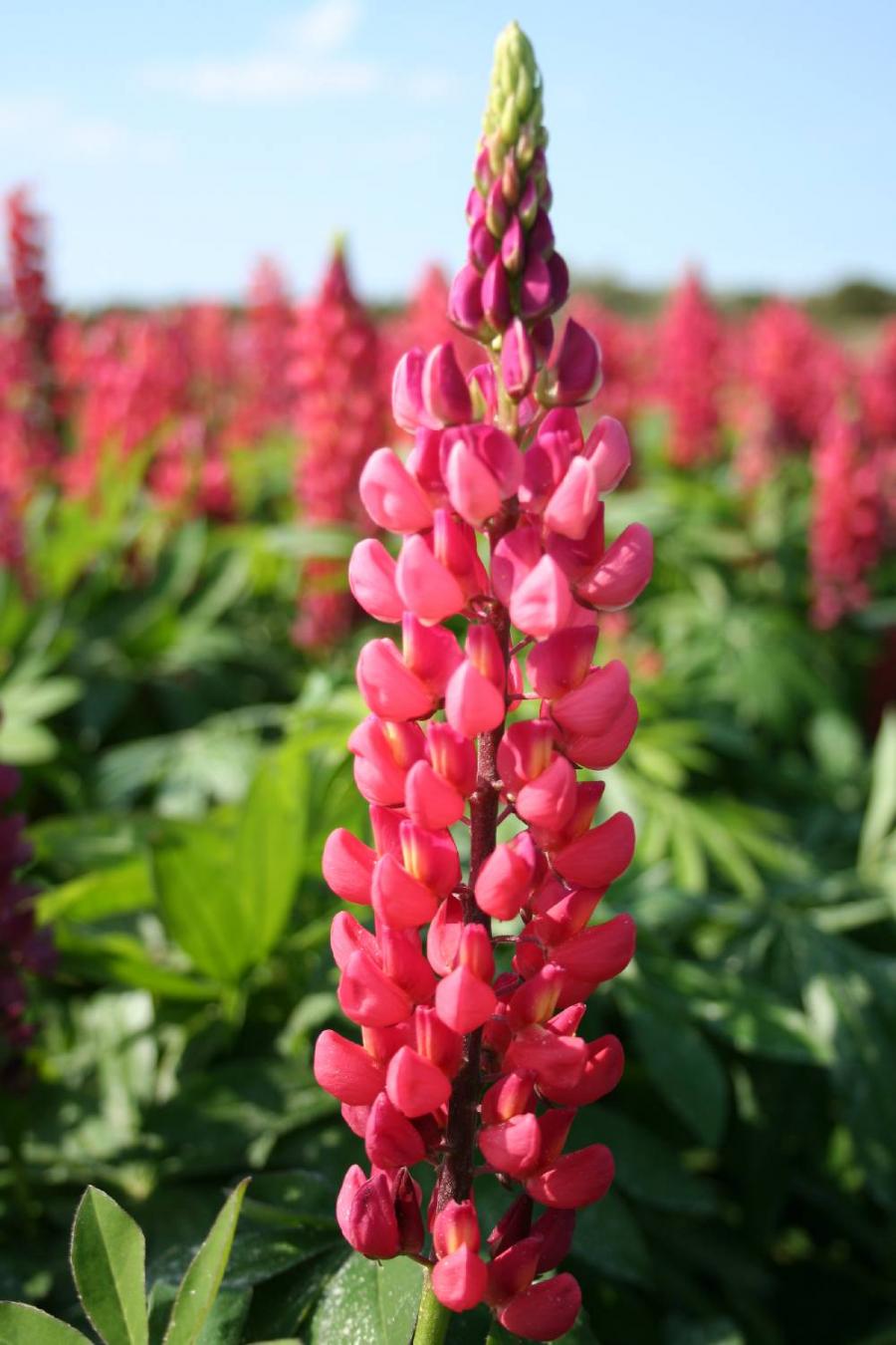 Превью изображения