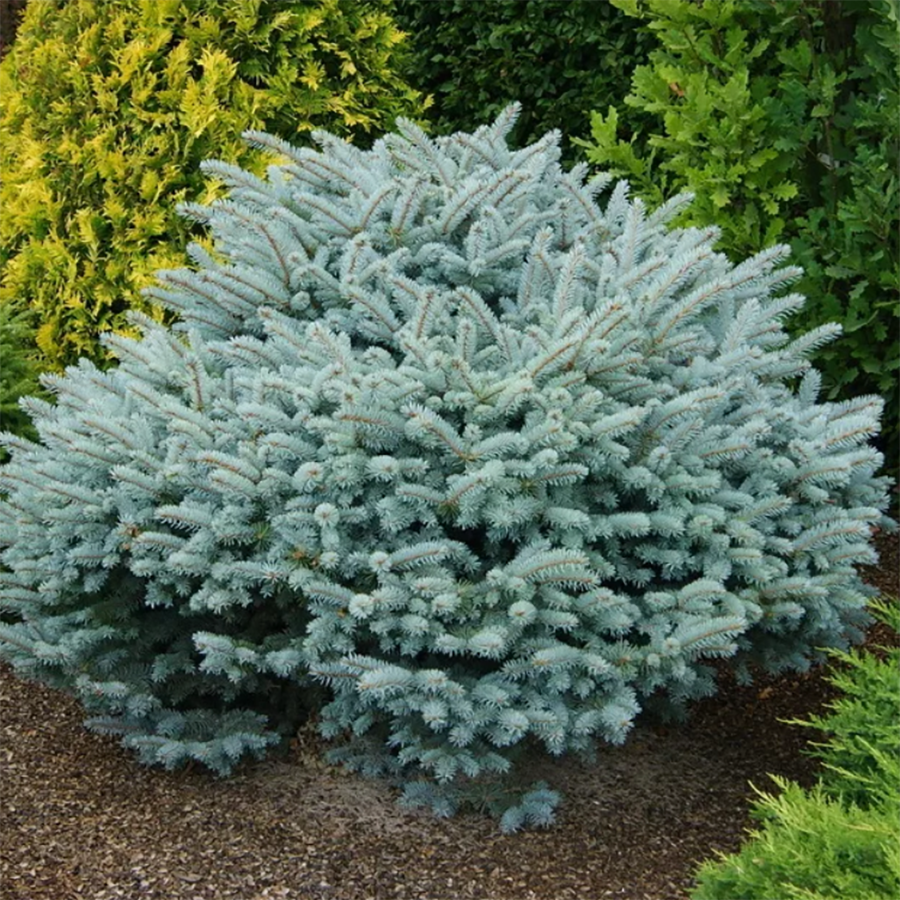 Превью изображения