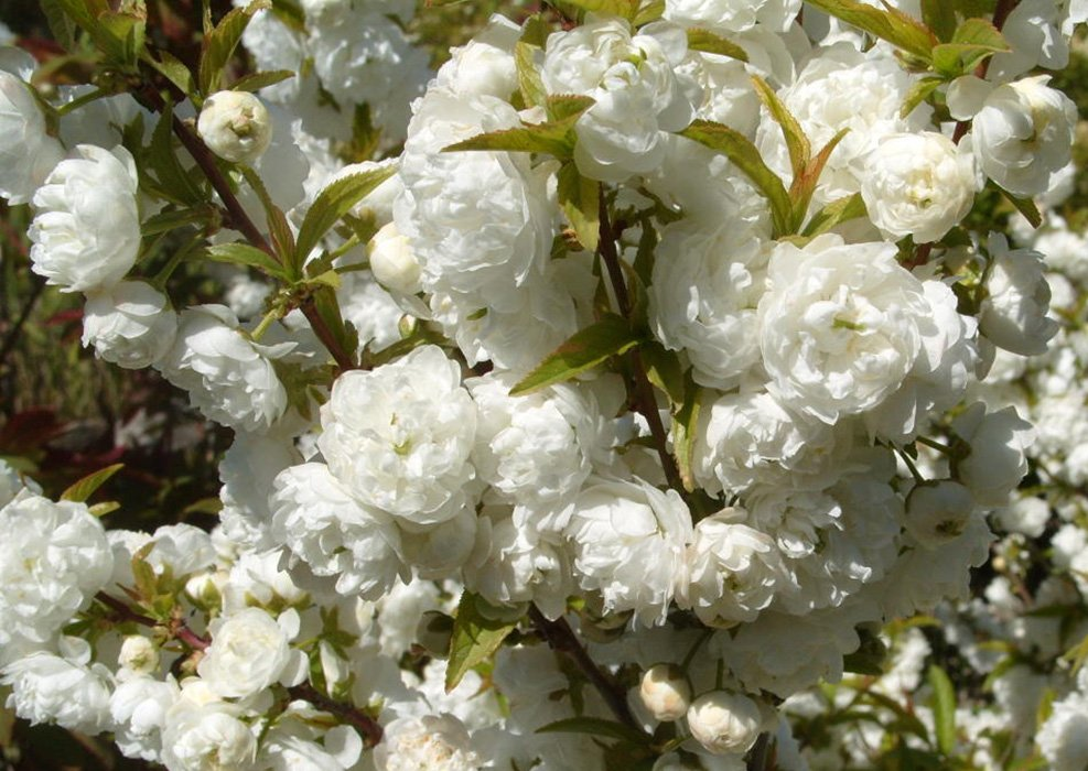 Превью изображения