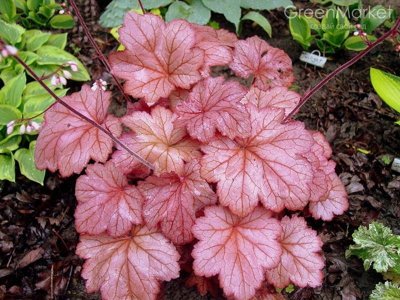 Превью изображения