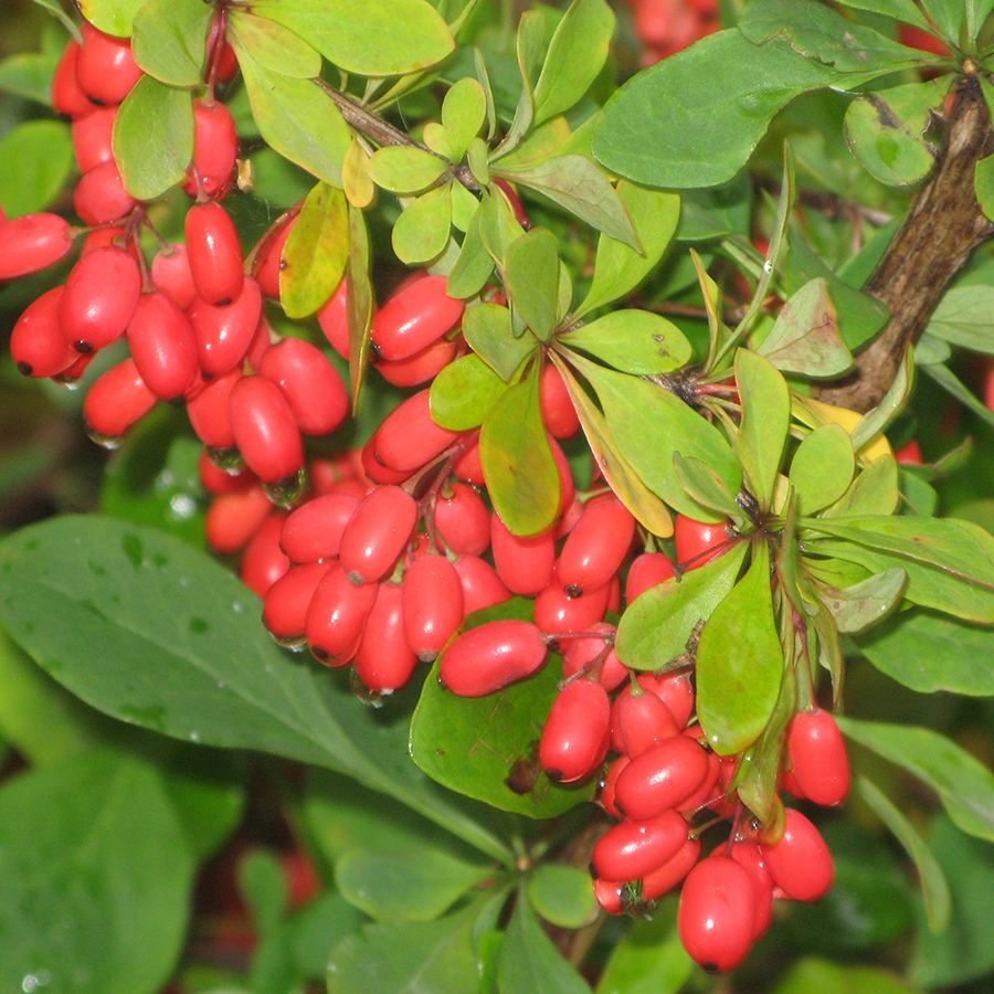 Превью изображения