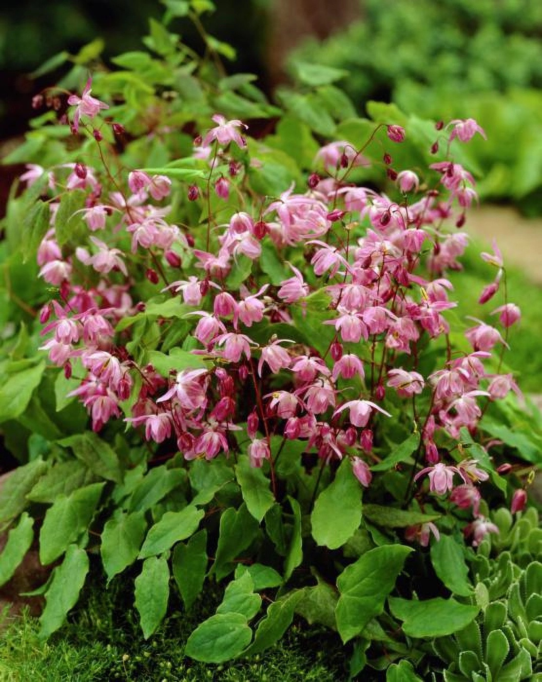 Превью изображения