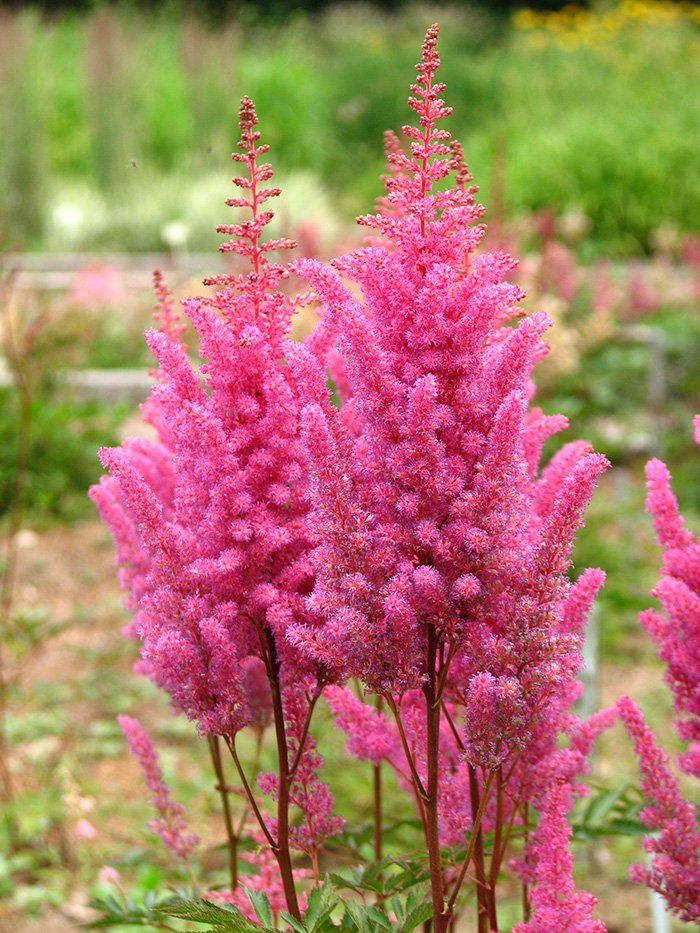 Превью изображения